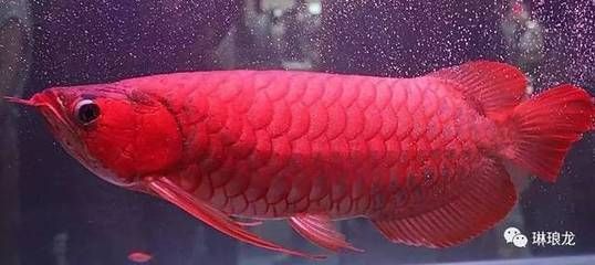 昨天喂完食今天龍魚死了（龍魚喂食后不久死亡的原因）