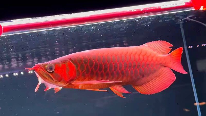 紅龍魚的圖片大全