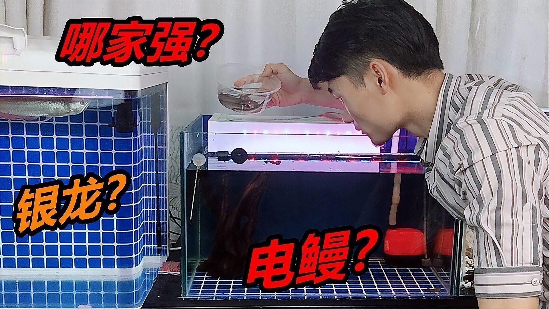 銀龍魚繁殖技術視頻講解全集