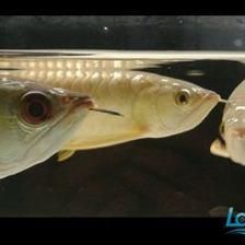 龍魚從小混養長大會打架嗎：龍魚從小混養長大會打架嗎，