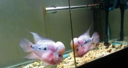 龍魚從小混養長大會打架嗎：龍魚從小混養長大會打架嗎，