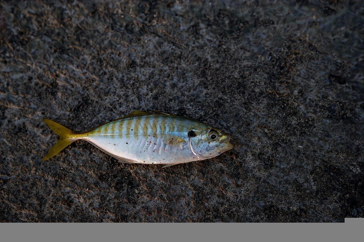 曼龍魚與孔雀魚混養好嗎