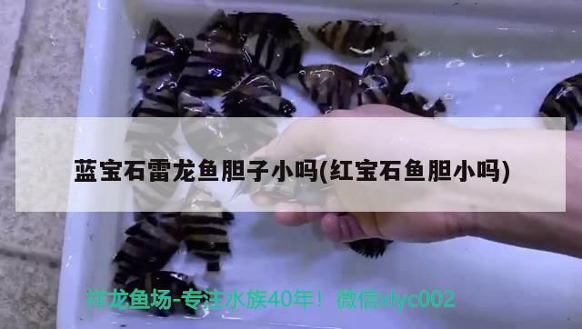 藍(lán)寶石雷龍魚膽子小嗎(紅寶石魚膽小嗎)