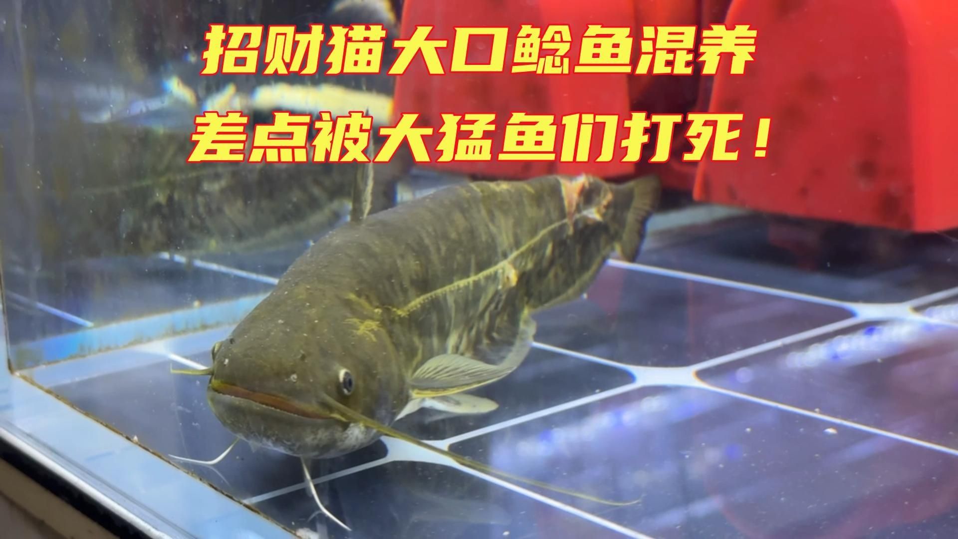 推薦一些與招財貓混養(yǎng)的中大型魚類