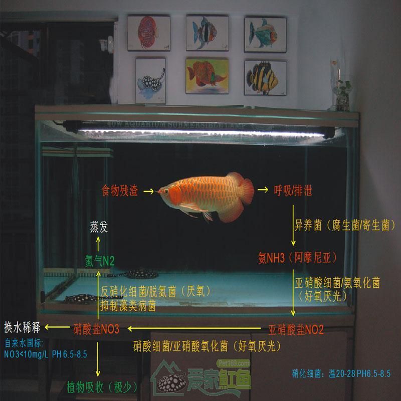 龍魚出水口大小（龍魚出水口的大小和位置對于龍魚的健康至關(guān)重要）