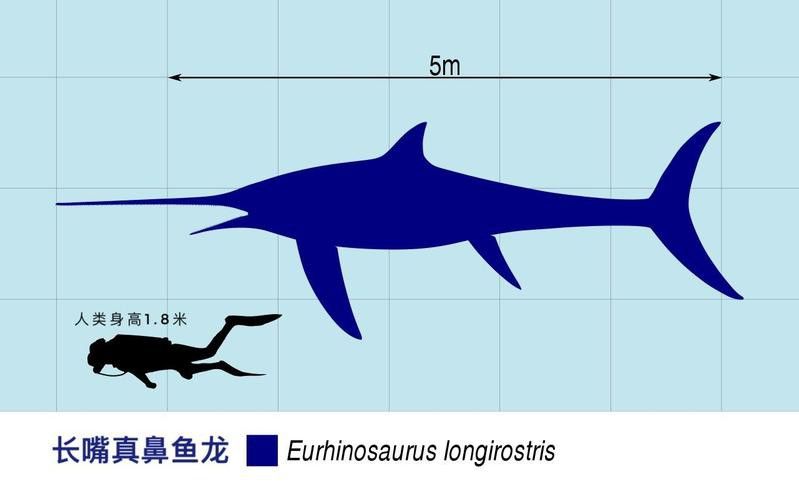 如何區(qū)分不同種類的魚龍？