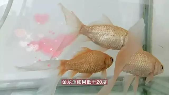 過背金龍適宜水溫范圍