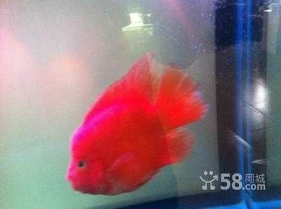 龍魚和招財魚的區別：龍魚與招財魚的區別