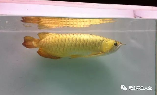 龍魚和招財魚的區別：龍魚與招財魚的區別