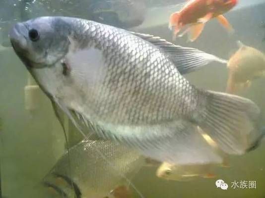 龍魚和招財魚的區別：龍魚與招財魚的區別