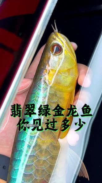 翡翠綠金龍魚值錢嗎