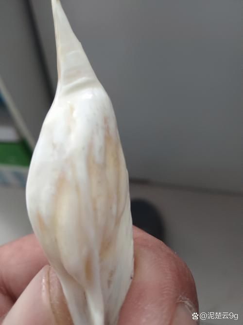 最貴的魚寶照片