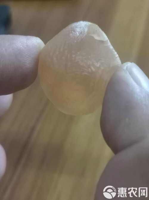 最貴的魚寶照片
