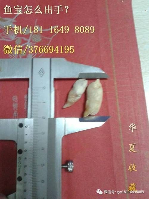 最貴的魚寶照片