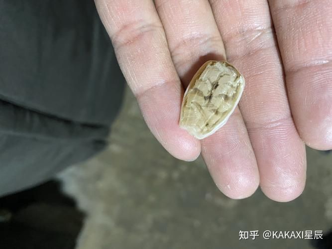 最貴的魚寶照片