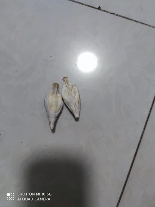最貴的魚寶照片