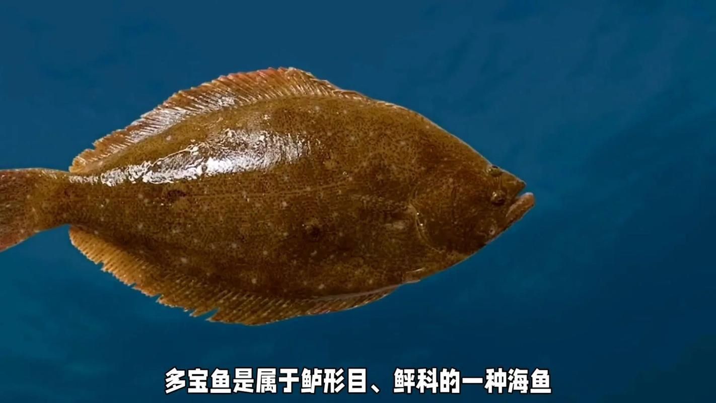 最貴的魚寶照片