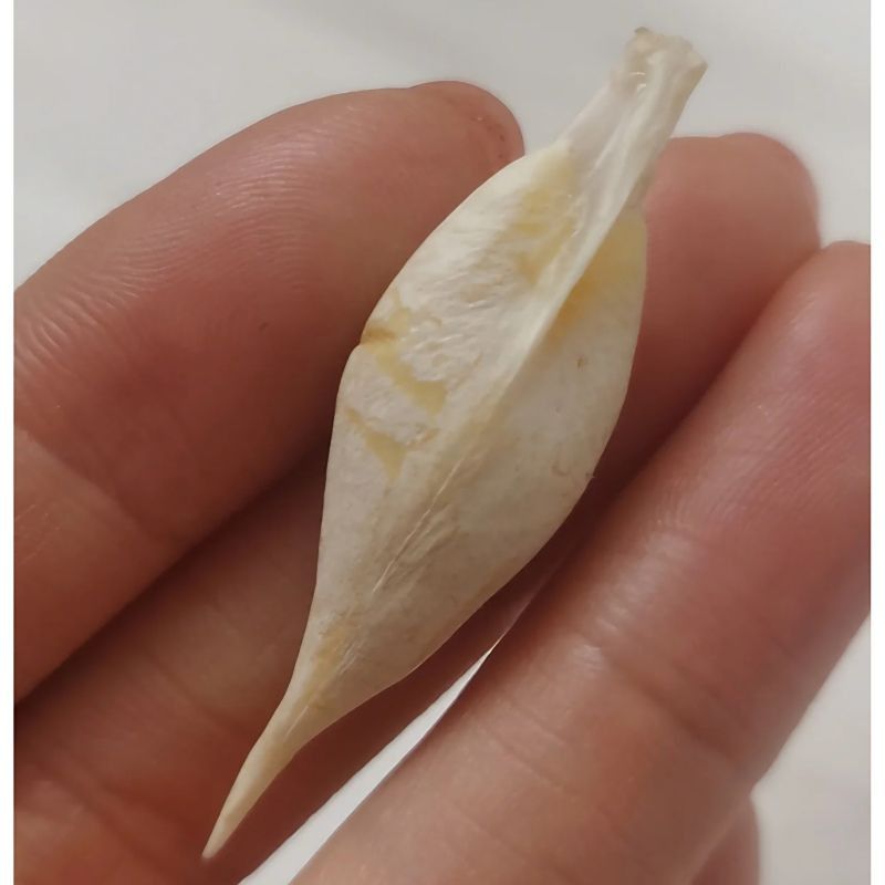 最貴的魚寶照片