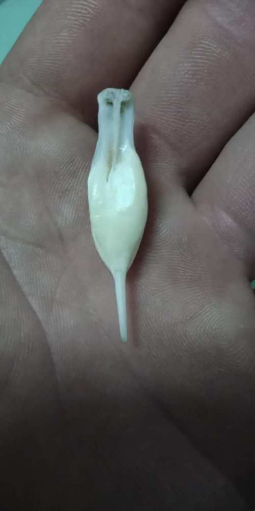 最貴的魚寶照片