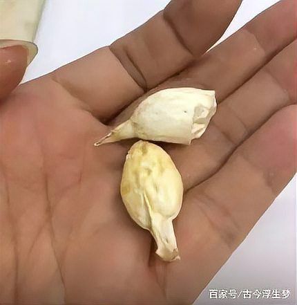 最貴的魚寶照片
