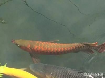 龍魚吃草魚嗎：龍魚可以吃草魚嗎