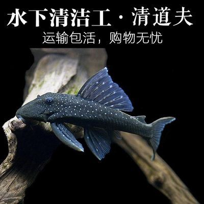 龍魚吃草魚嗎：龍魚可以吃草魚嗎