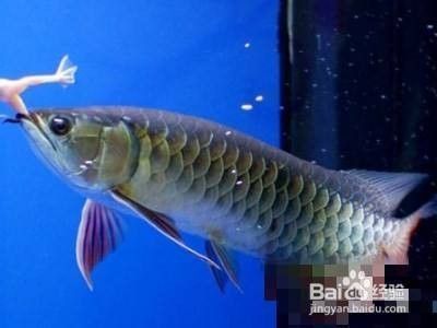 龍魚狀態很好不吃食怎么回事兒：龍魚狀態很好但不吃食怎么辦