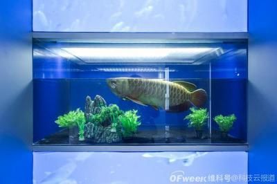機器金龍魚：機器金龍魚是一種仿生學設計的機器人