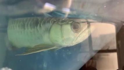 金龍魚認主嗎【金龍魚的“個性”行為表達譜（behavioralsyndromes）】