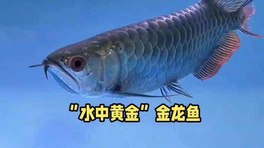金龍魚認主嗎【金龍魚的“個性”行為表達譜（behavioralsyndromes）】