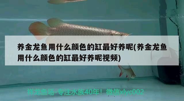 古典金龍魚用什么顏色缸，古典金龍魚的缸體顏色選擇