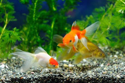 龍魚缸怎么消毒的（龍魚缸如何消毒）