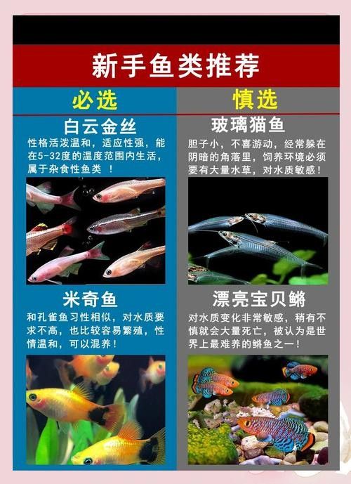 魚缸龍魚溫度多少最合適養