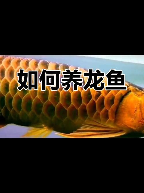 魚缸龍魚溫度多少最合適養