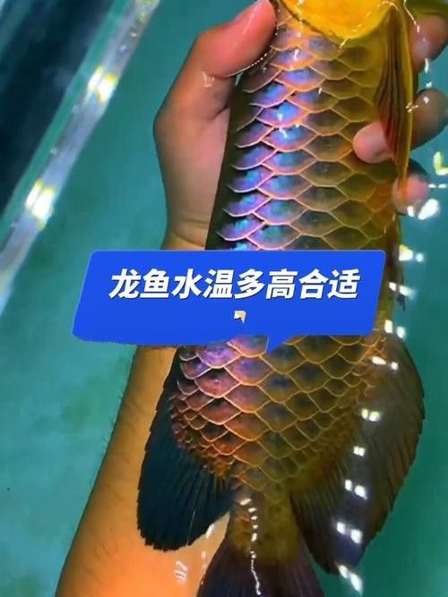 魚缸龍魚溫度多少最合適養