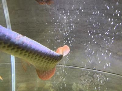 怎樣才能讓龍魚改口吃蝦:如何訓練龍魚只吃蝦 龍魚百科 第2張 怎樣才能讓龍魚改口吃蝦:如何訓練龍魚只吃蝦 怎樣才能讓龍魚改口吃蝦:如何訓練龍魚只吃蝦 龍魚百科 第2張