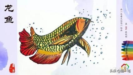 不想養龍魚了：如果你決定不再養龍魚了