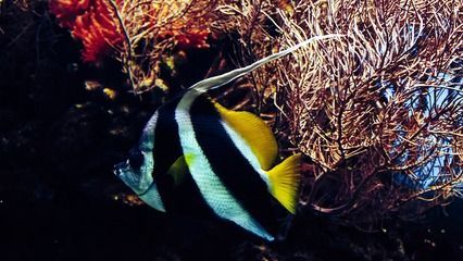 養(yǎng)龍魚好還是養(yǎng)蝴蝶鯉好呢（養(yǎng)龍魚和蝴蝶鯉各有優(yōu)缺點）