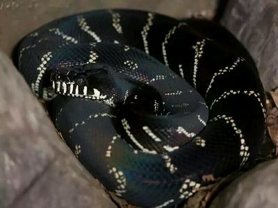 黑鉆 魚缸 龍魚怎么養：養殖龍魚需要注意哪些問題？