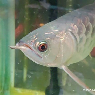 藍(lán)底龍魚的市場(chǎng)價(jià)格如何？