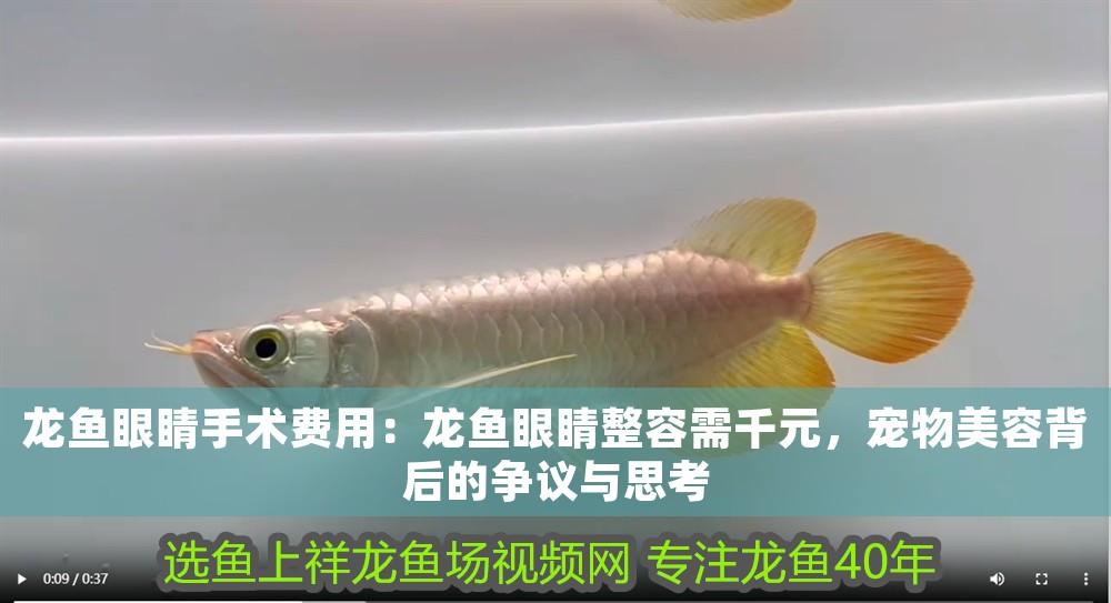 龍魚眼睛手術(shù)費(fèi)用：龍魚眼睛整容需千元，寵物美容背后的爭議與思考