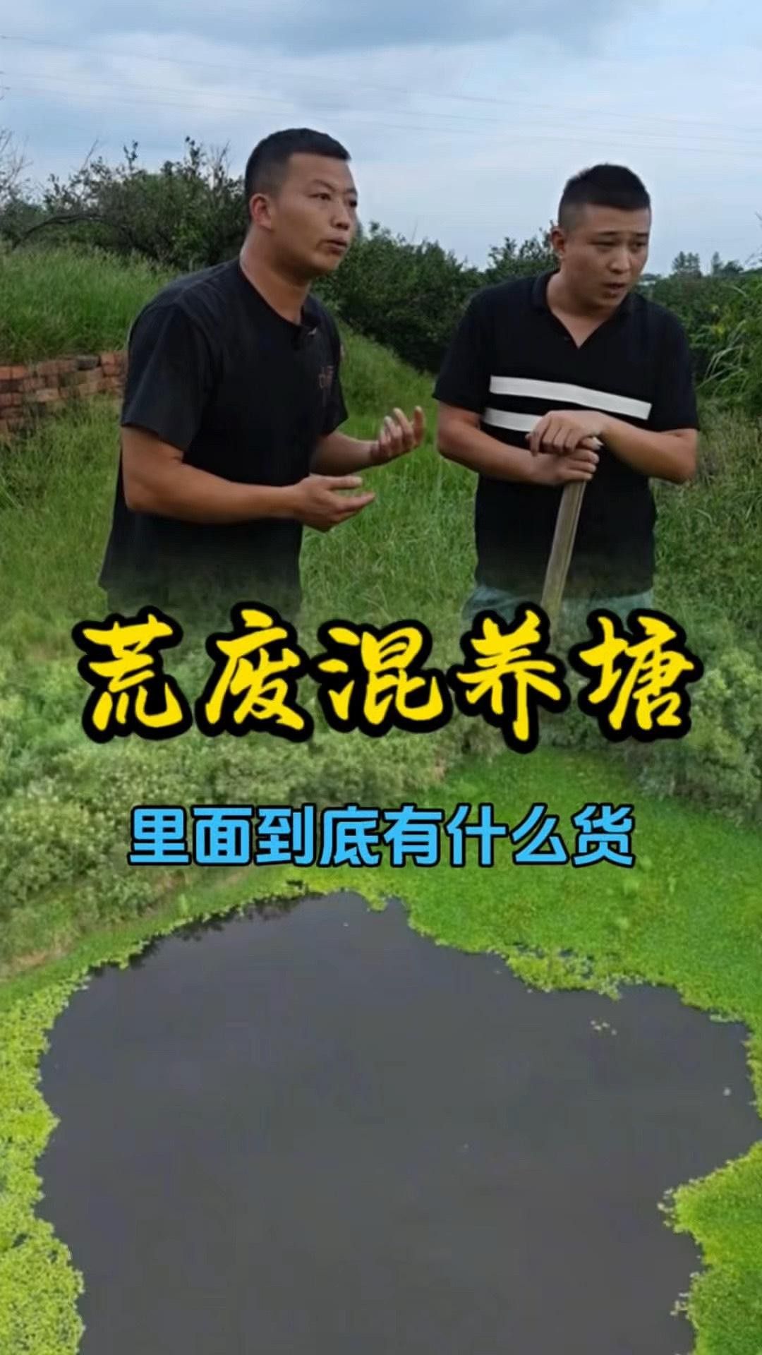 混養雷龍魚需要多大的水流？