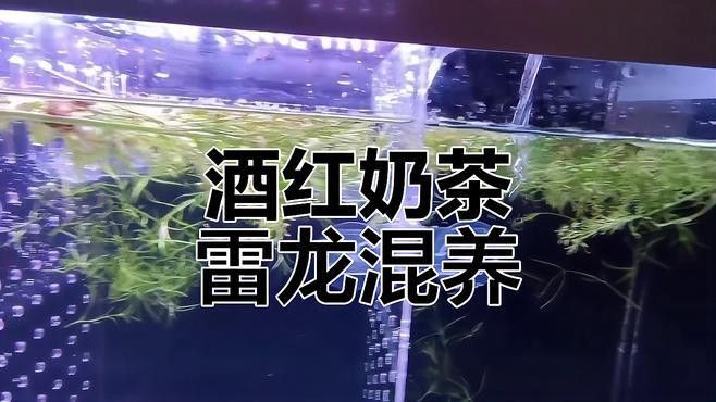 混養雷龍魚需要多大的水流？
