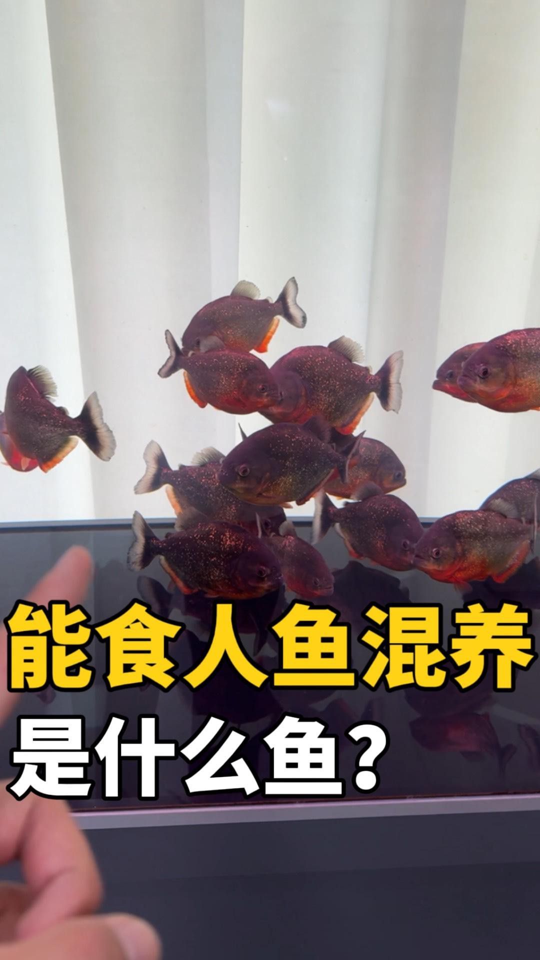 混養雷龍魚需要多大的水流？