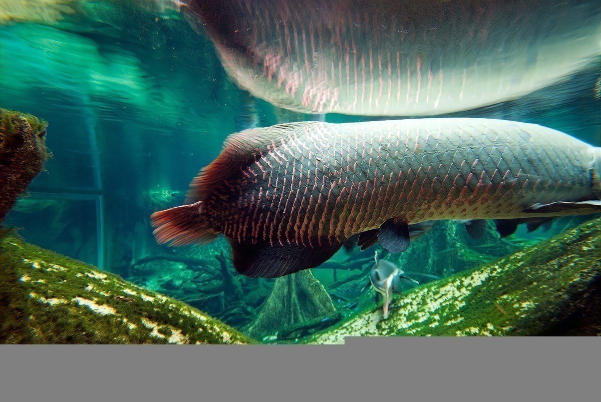混養雷龍魚需要多大的水流？