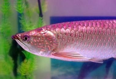 金龍魚發色過程記錄圖片大全高清
