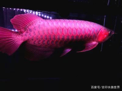 紅龍魚燈光照射的最佳時間：紅龍魚燈光照射的最佳時間是什么時候