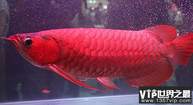 紅龍魚品種排名榜最新（最新紅龍魚品種排名榜）