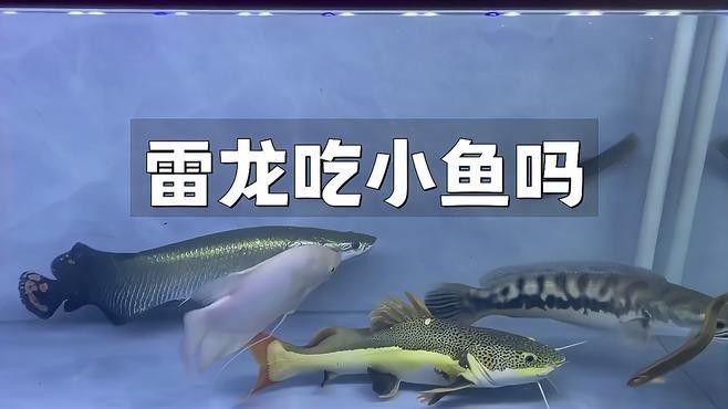 雷龍魚(yú)捕食