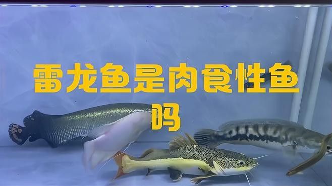 雷龍魚捕食